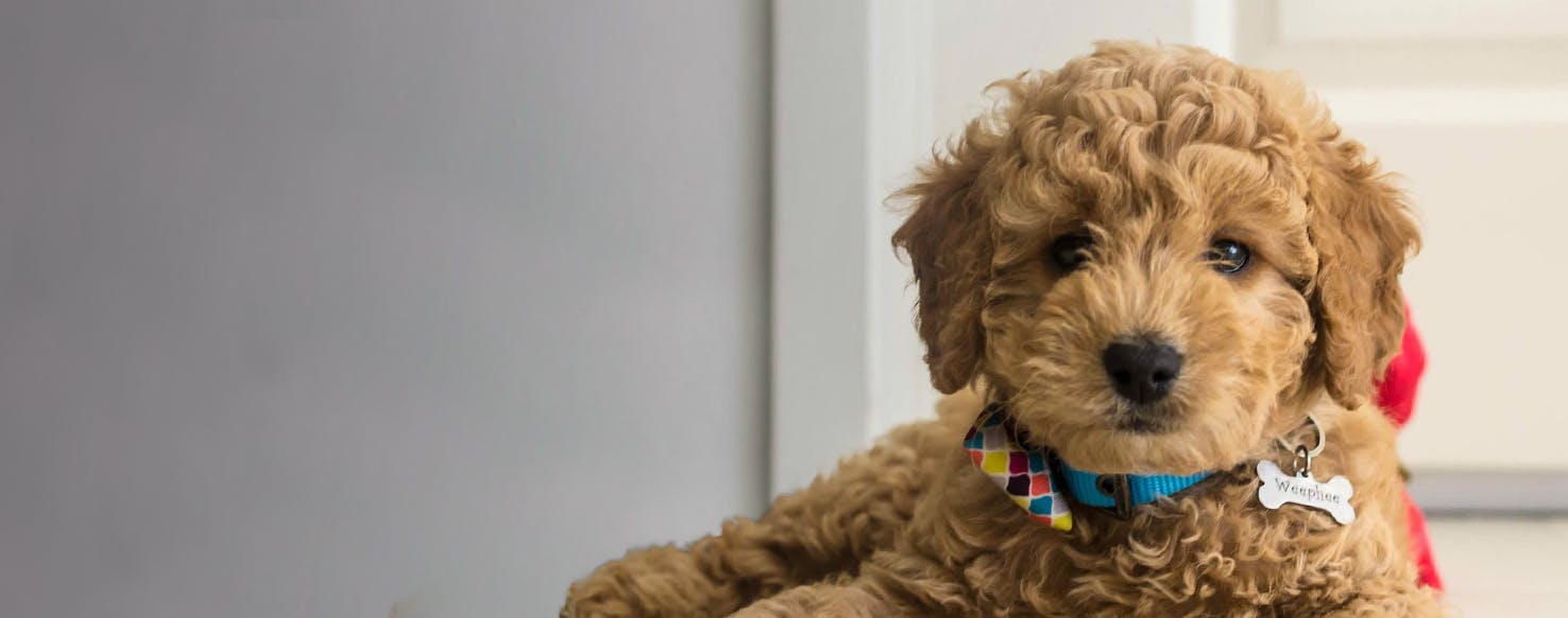 What is the Behavior of a Mini Goldendoodle?